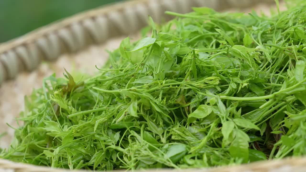 湖北恩施清江岸边建始县景阳镇人工栽培的藤茶视频素材