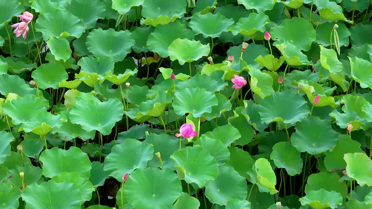 苏州园区阳澄湖半岛重元寺与莲池湖公园视频素材