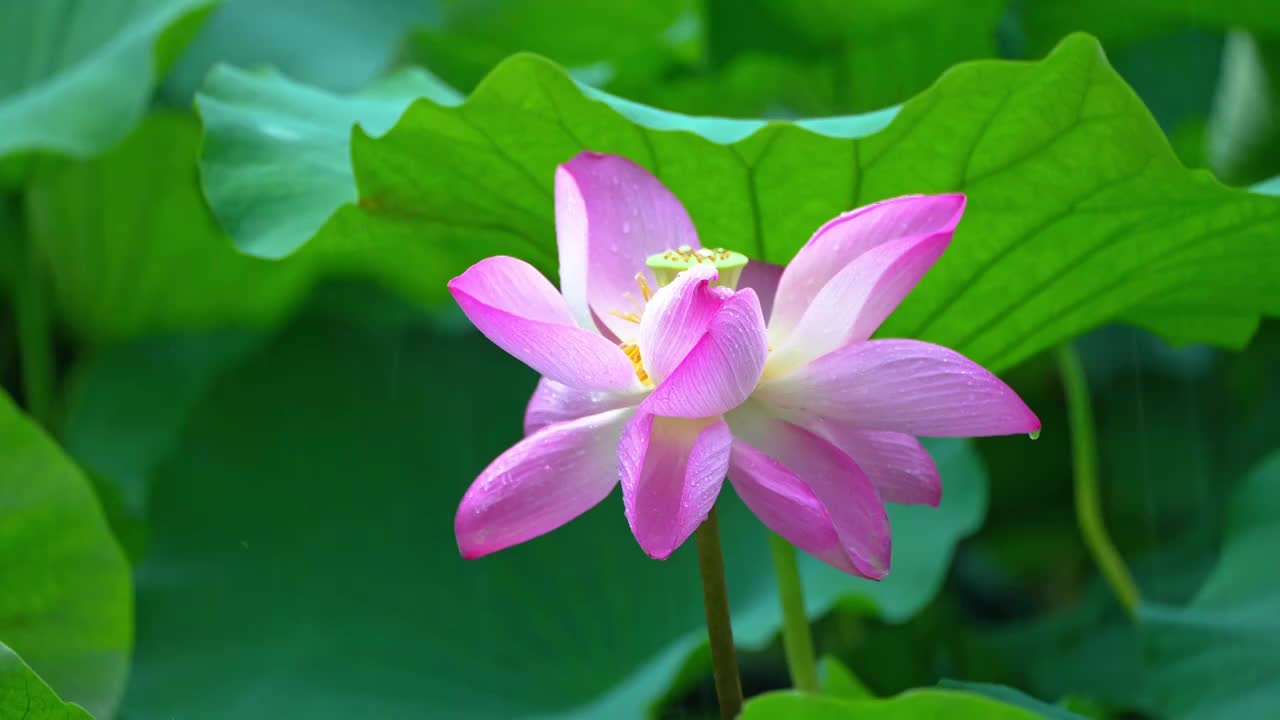 雨中荷花  雨景 下雨视频素材