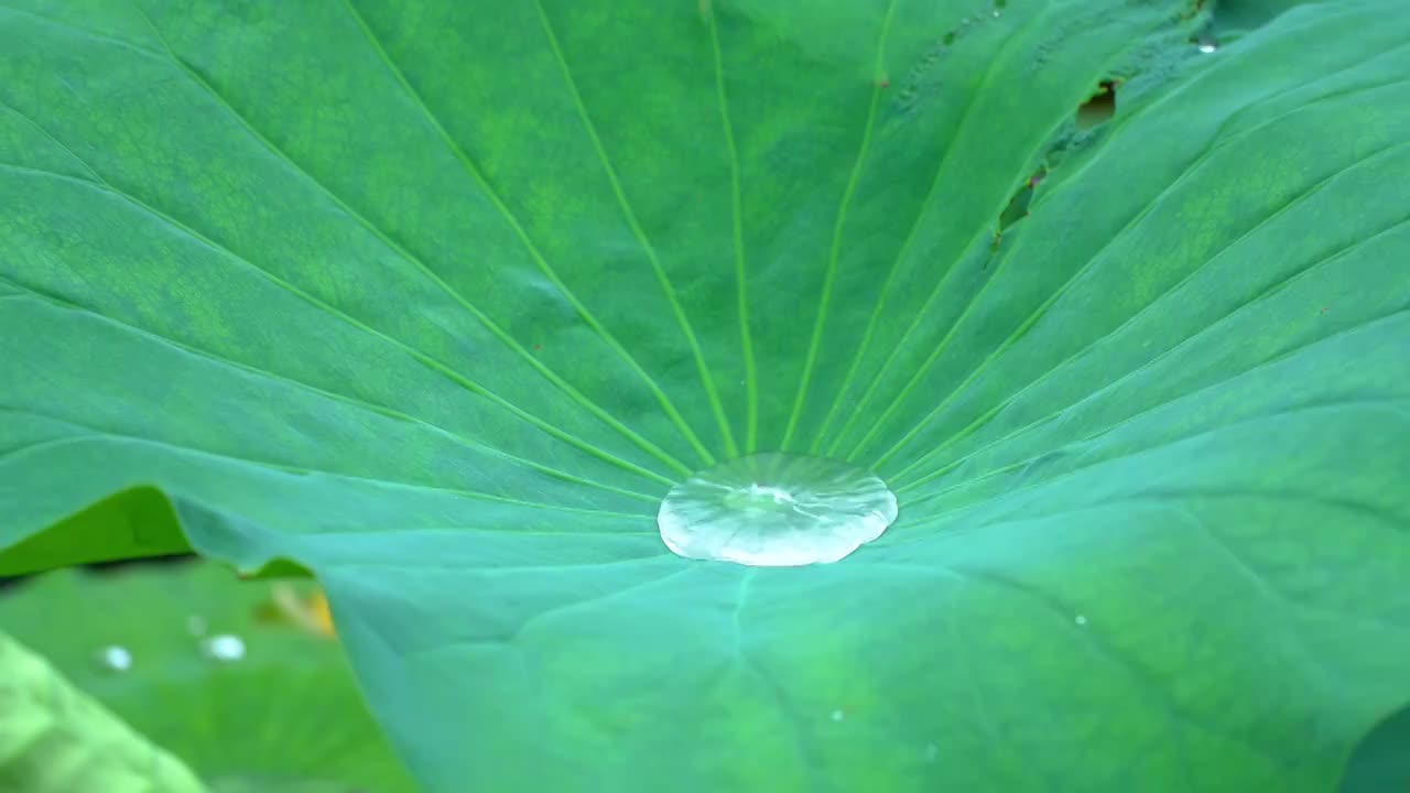 雨中荷花  雨景 下雨视频素材