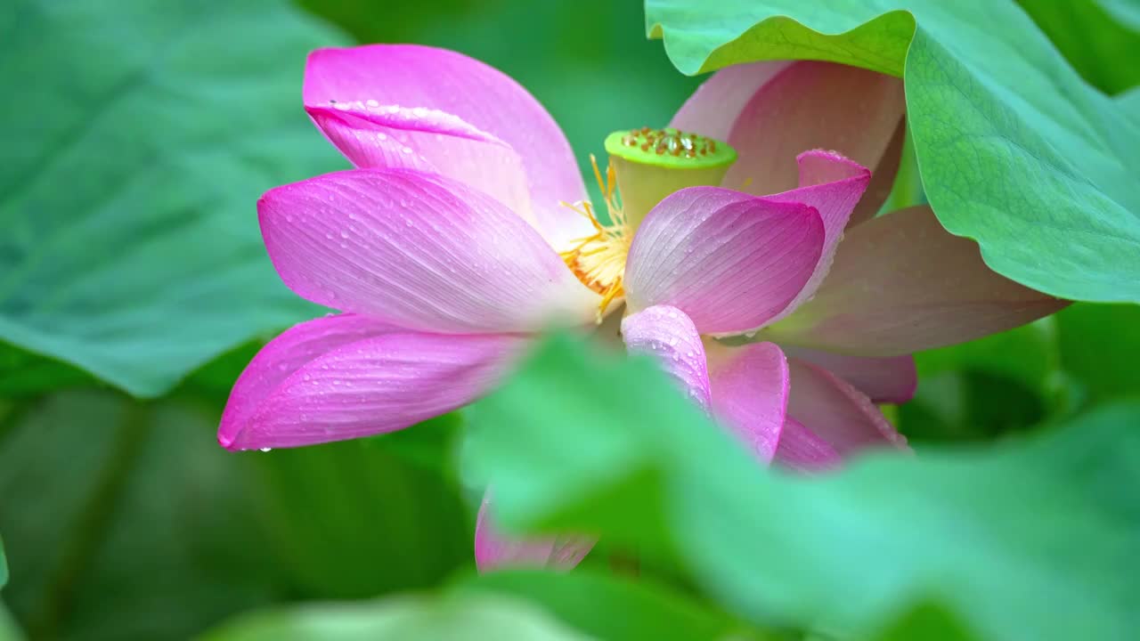 雨中荷花  雨景 下雨视频素材