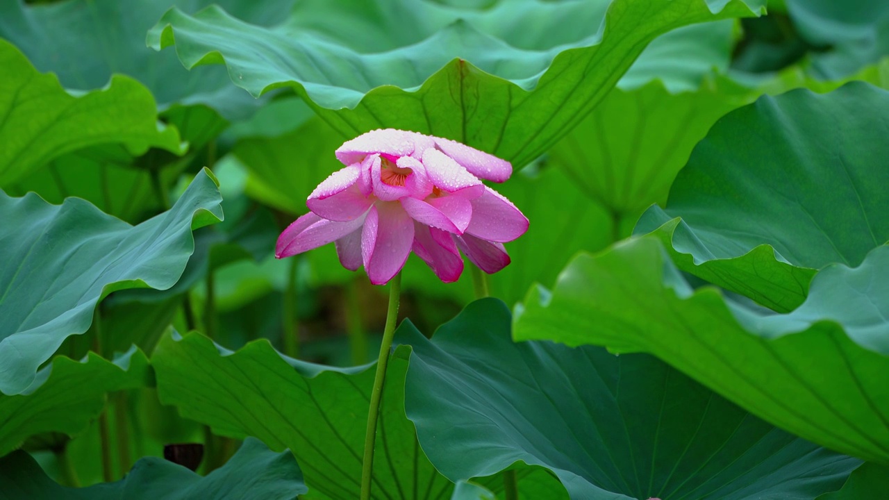 雨中荷花  雨景 下雨视频素材