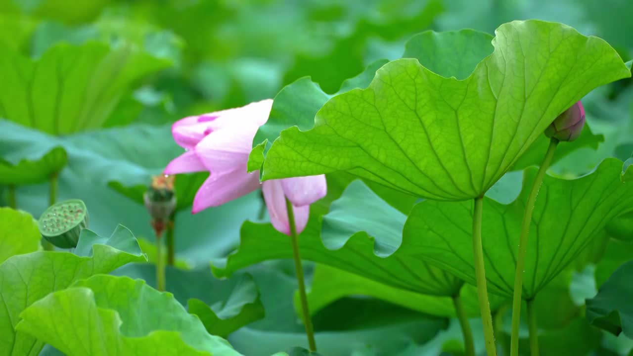 雨中荷花  雨景 下雨视频素材