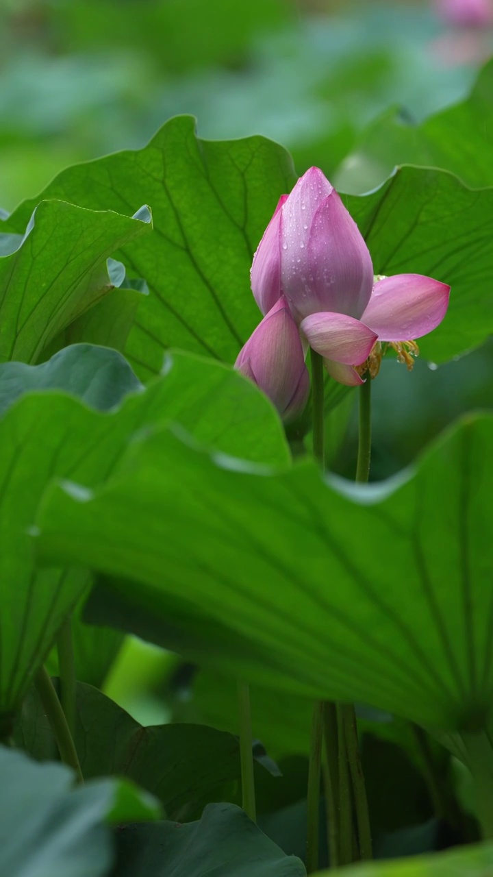 雨中荷花  雨景 下雨视频素材