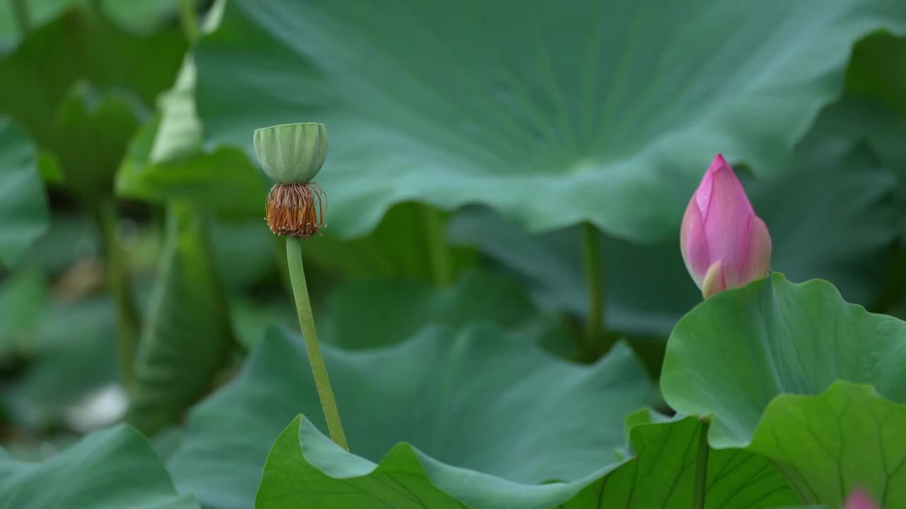 雨中荷花  雨景 下雨视频素材