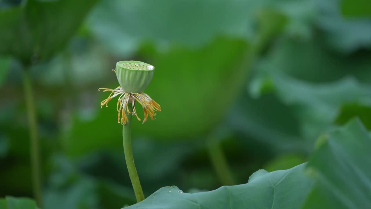 雨中荷花  雨景 下雨视频素材