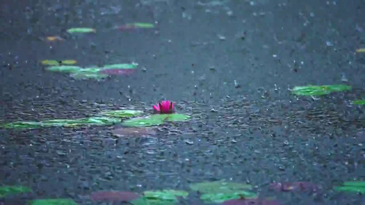 雨景 下雨 睡莲 莲花 柳叶视频素材