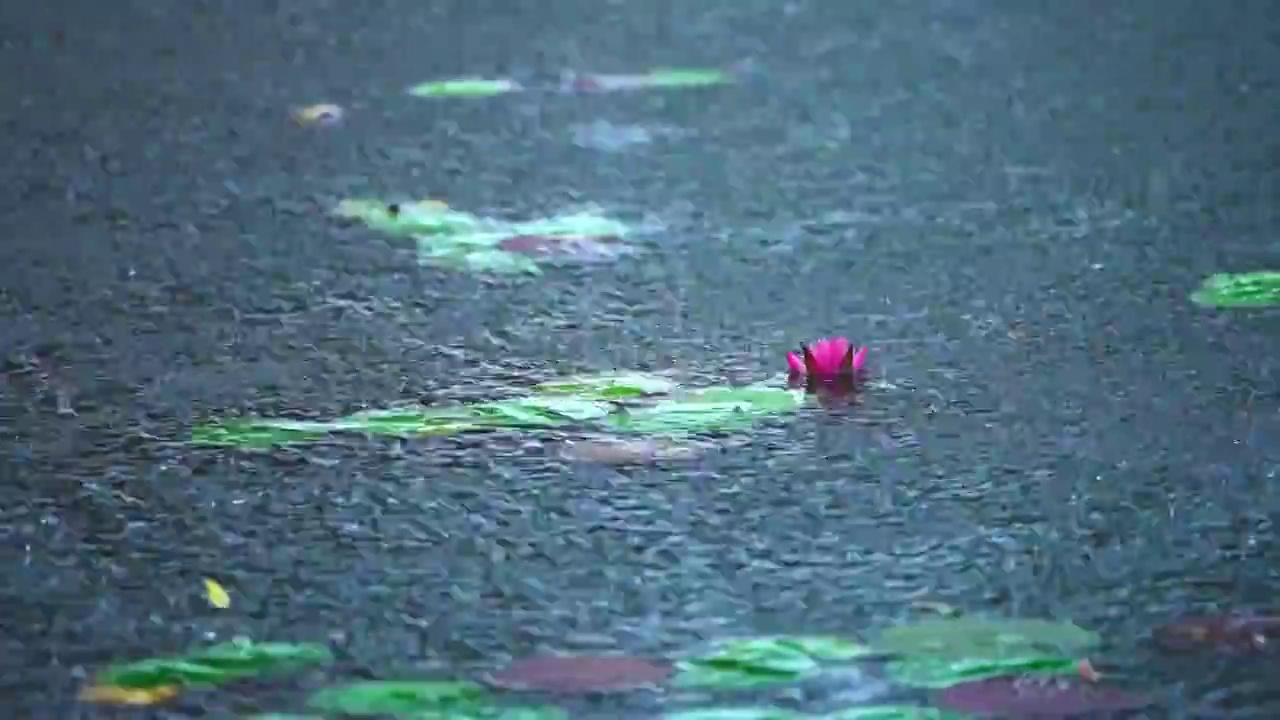 雨景 下雨 睡莲 莲花 柳叶视频素材