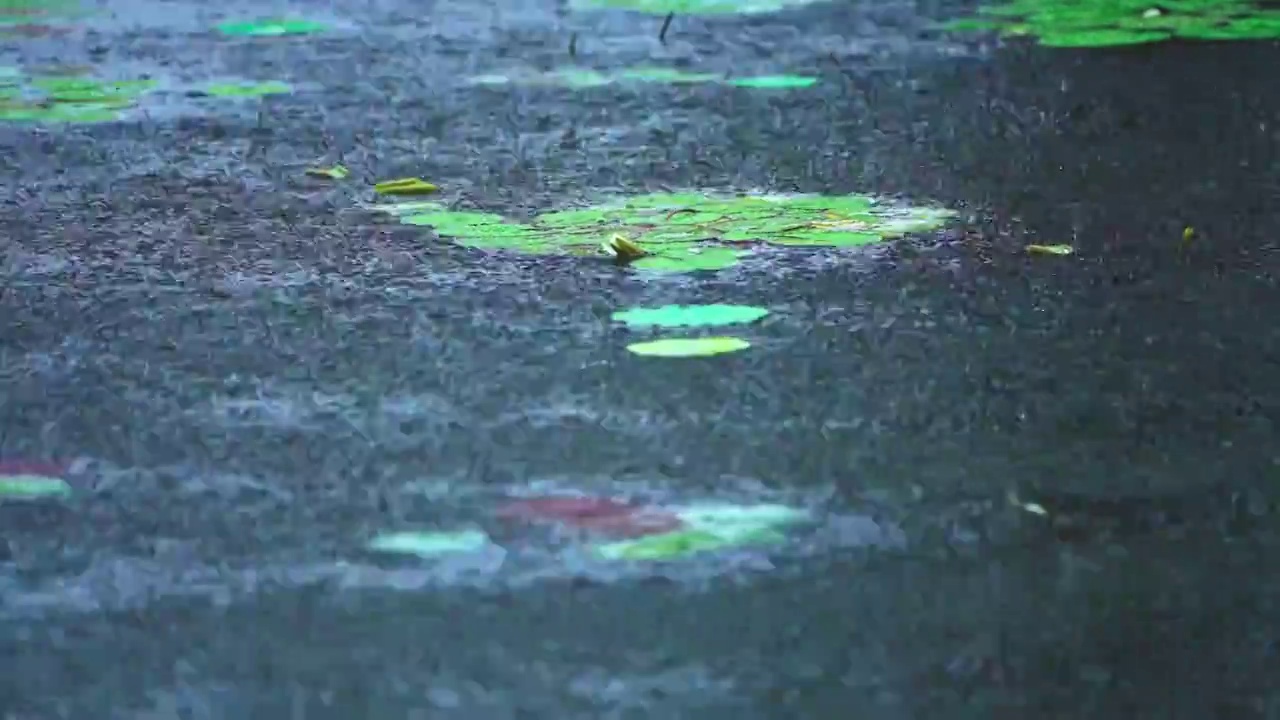 雨景 下雨 睡莲 莲花 柳叶视频素材