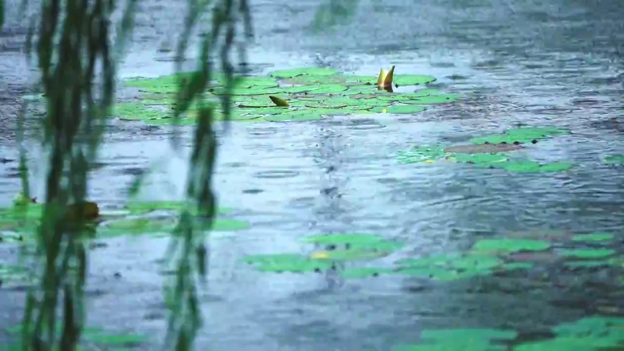 雨景 下雨 睡莲 莲花 柳叶视频素材