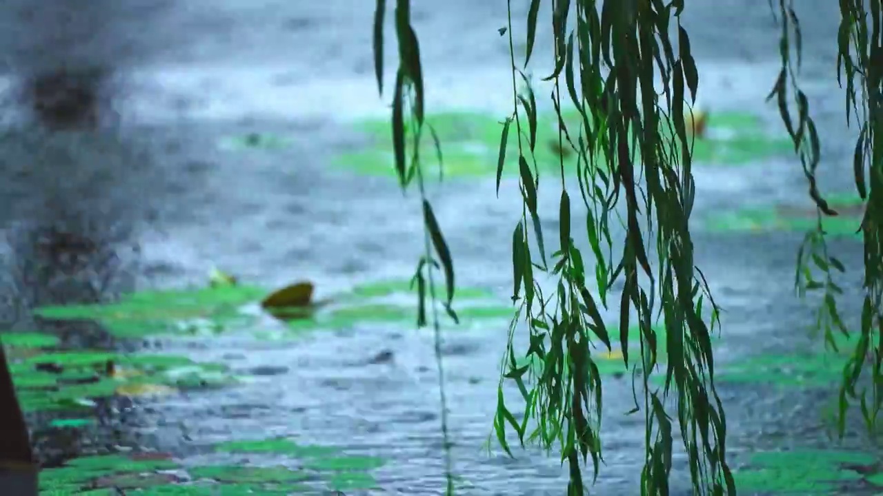 雨景 下雨 睡莲 莲花 柳叶视频素材