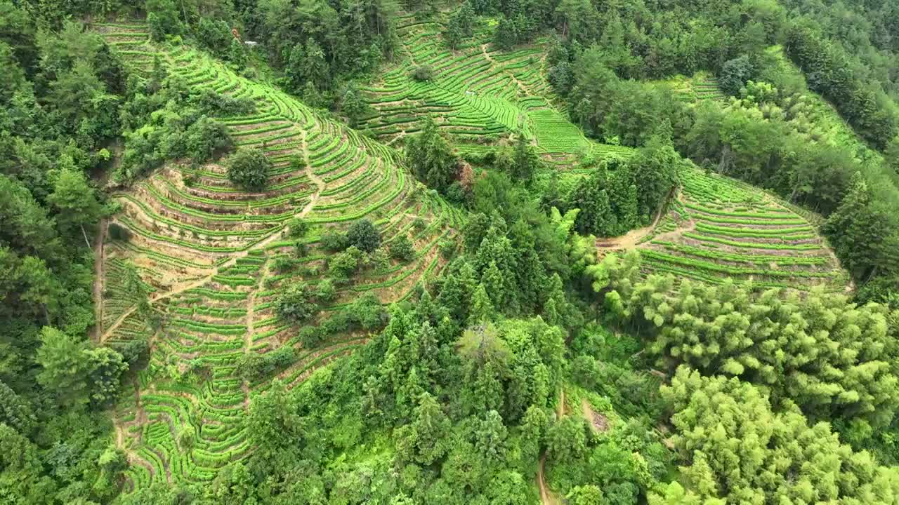 航拍浙江丽水农业旅游云和梯田视频素材