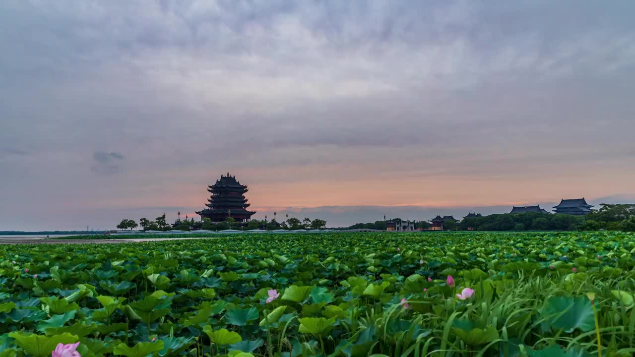 苏州园区阳澄湖半岛重元寺荷花日落晚霞延时视频素材