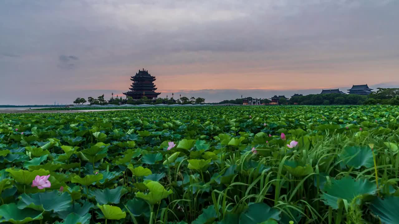 苏州园区阳澄湖半岛重元寺荷花日落晚霞延时视频素材