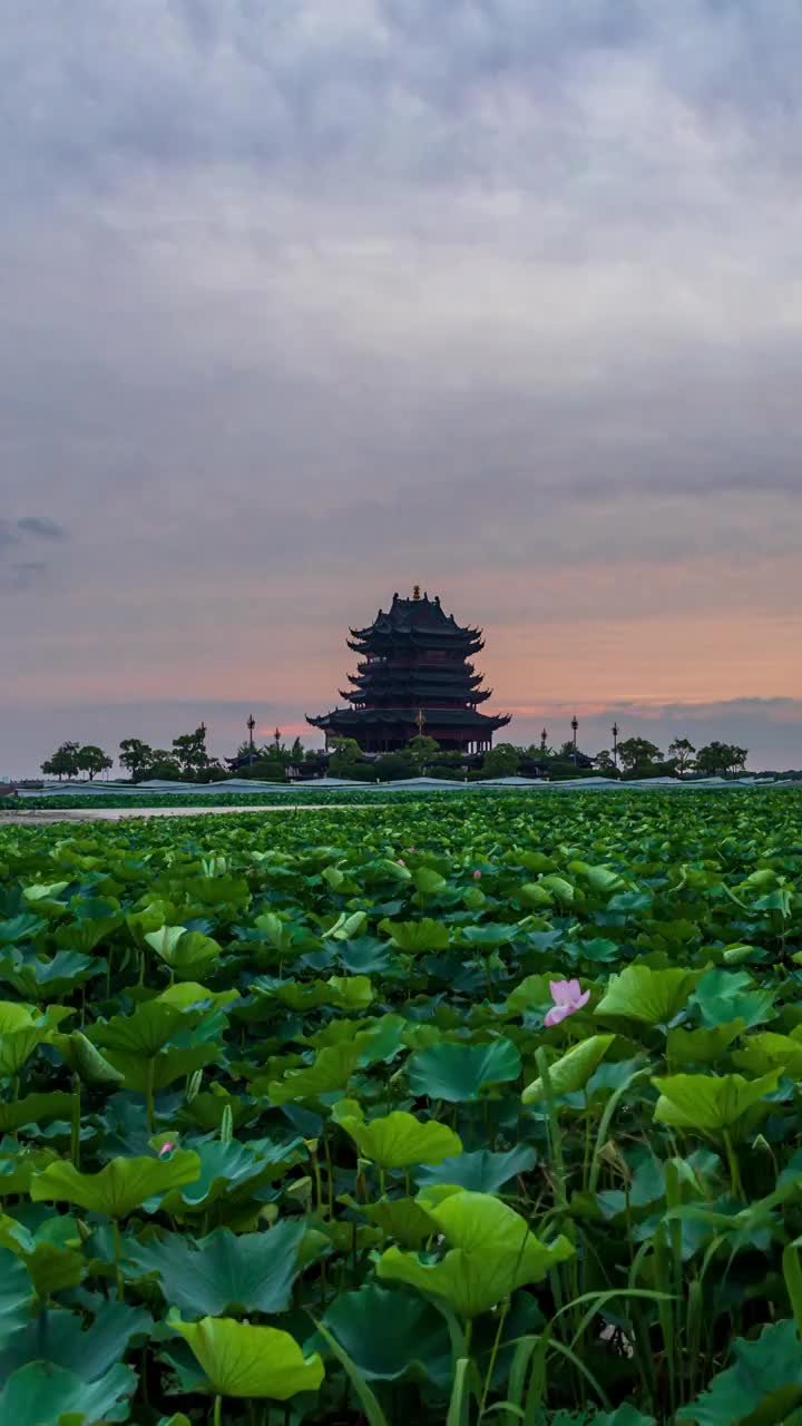 苏州园区阳澄湖半岛重元寺荷花日落晚霞延时视频素材