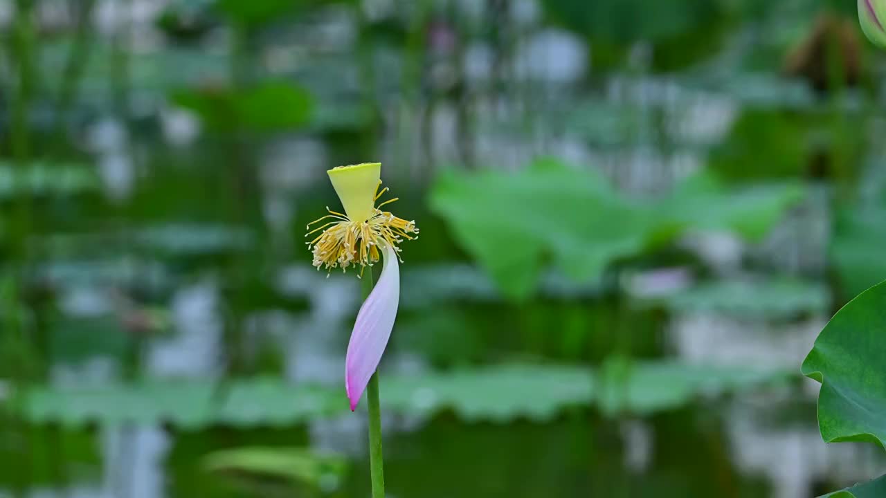 飘零的花瓣视频素材