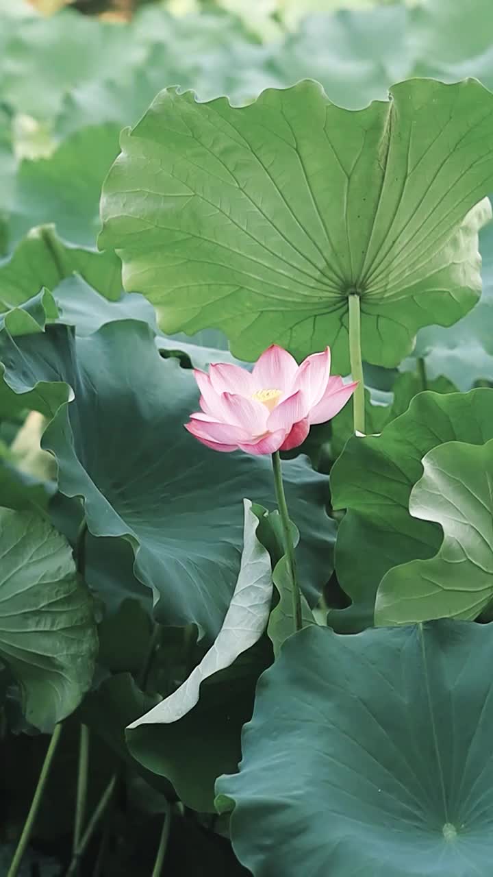 藏在高大荷叶下的荷花视频素材