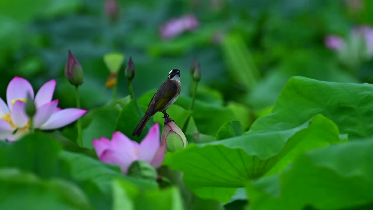 荷花上的小鸟起飞视频素材