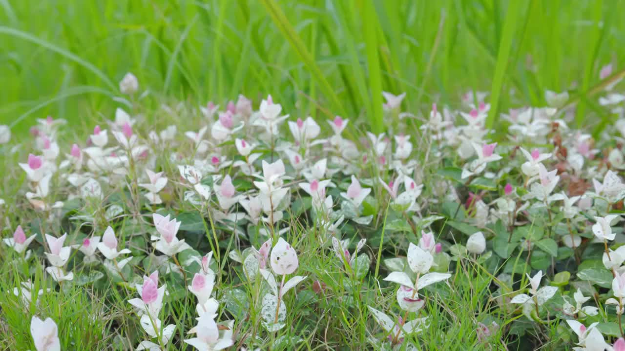 公园绿地草坪里的络石观赏植物视频素材