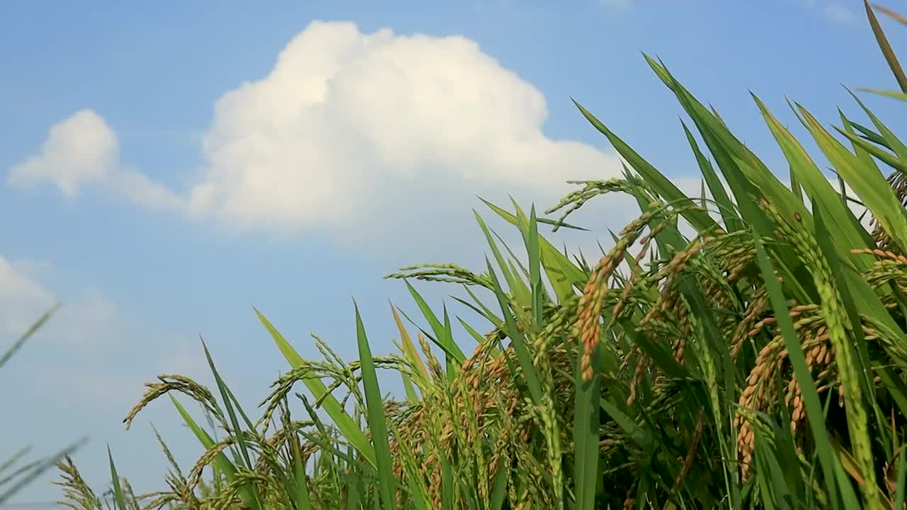 蓝天白云下稻田成熟稻穗的美，诗画江南活力浙江视频素材