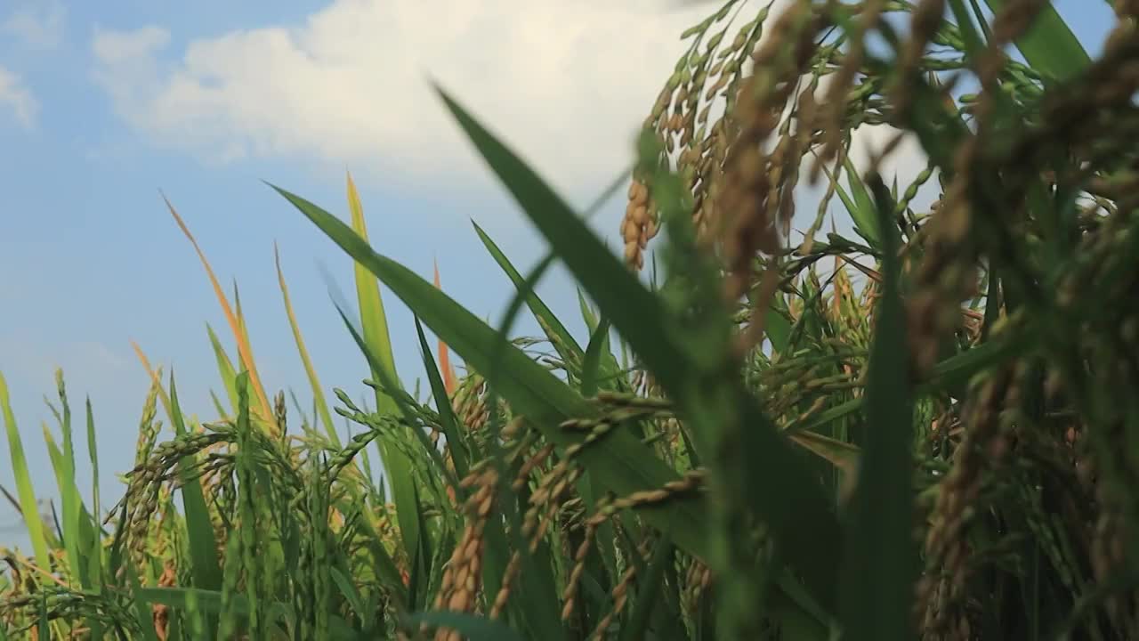 升镜头展示蓝天下饱满沉甸甸的稻穗视频素材