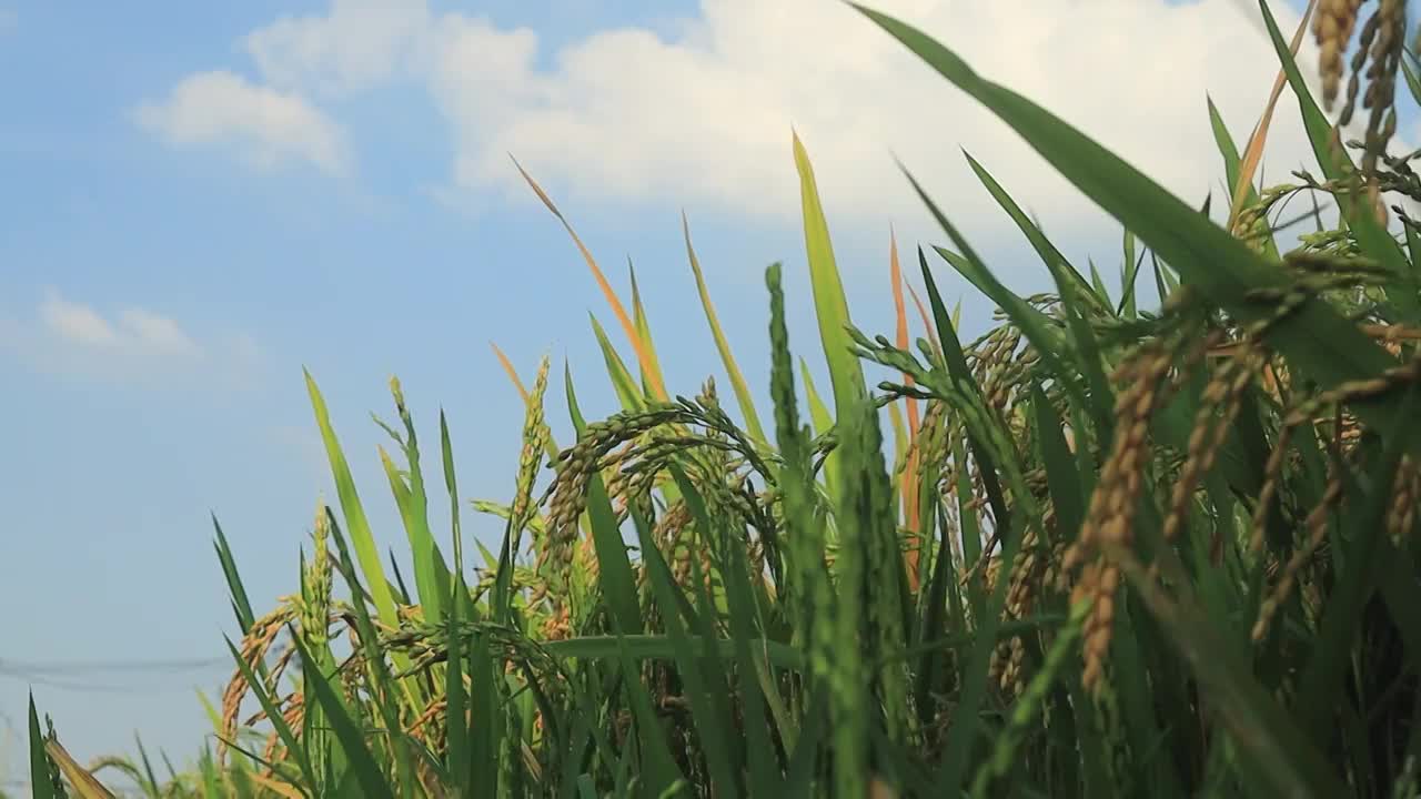 沉甸甸稻穗在蓝天白云下压弯了头视频素材