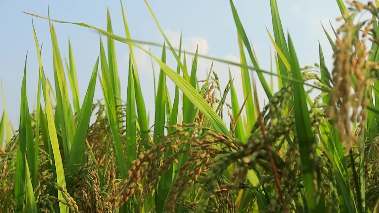 江南的稻田，蓝天白云沉甸甸的稻穗，童年记忆中的家园视频素材