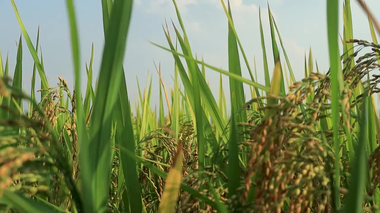 晴空下的稻田，稻叶的锋芒直上云霄视频素材