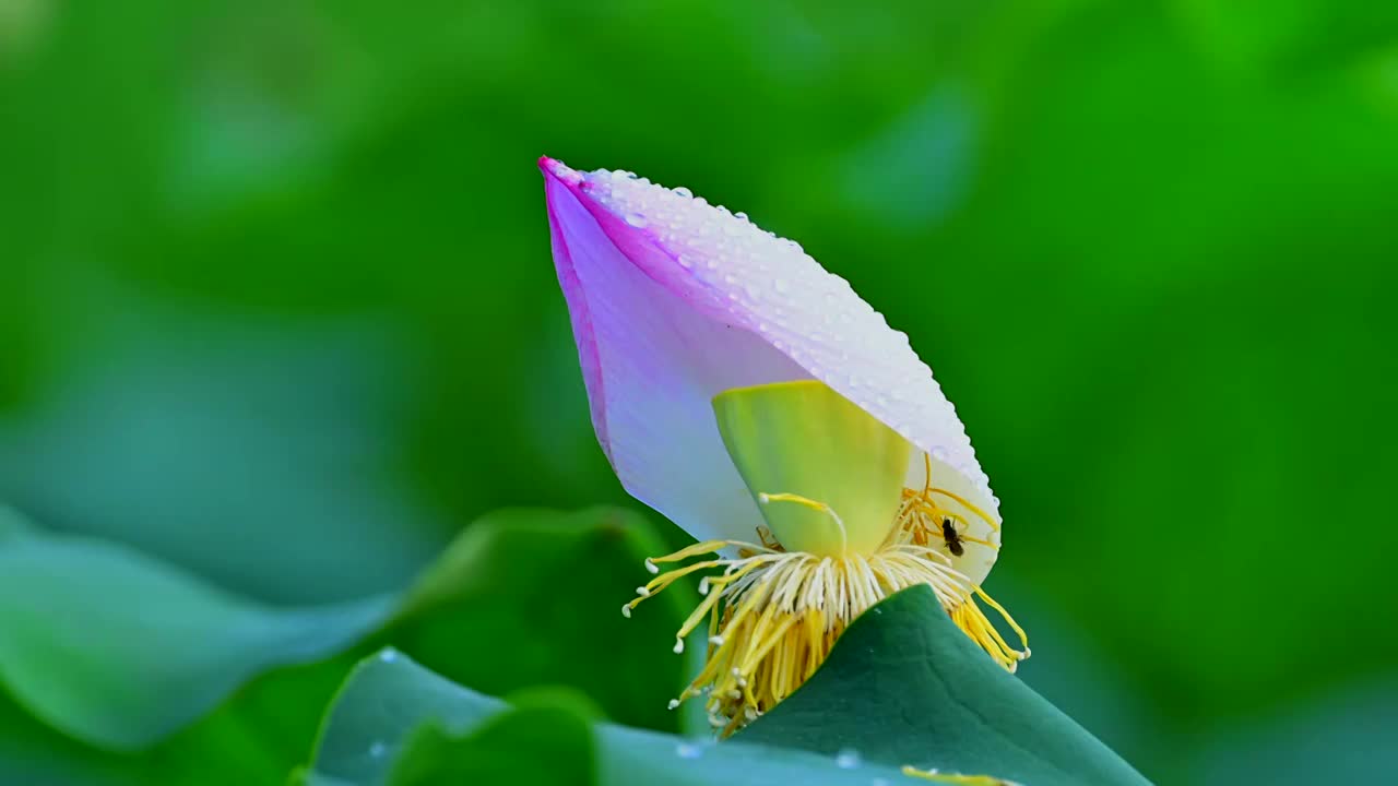 荷花花苞里面的蜜蜂视频素材