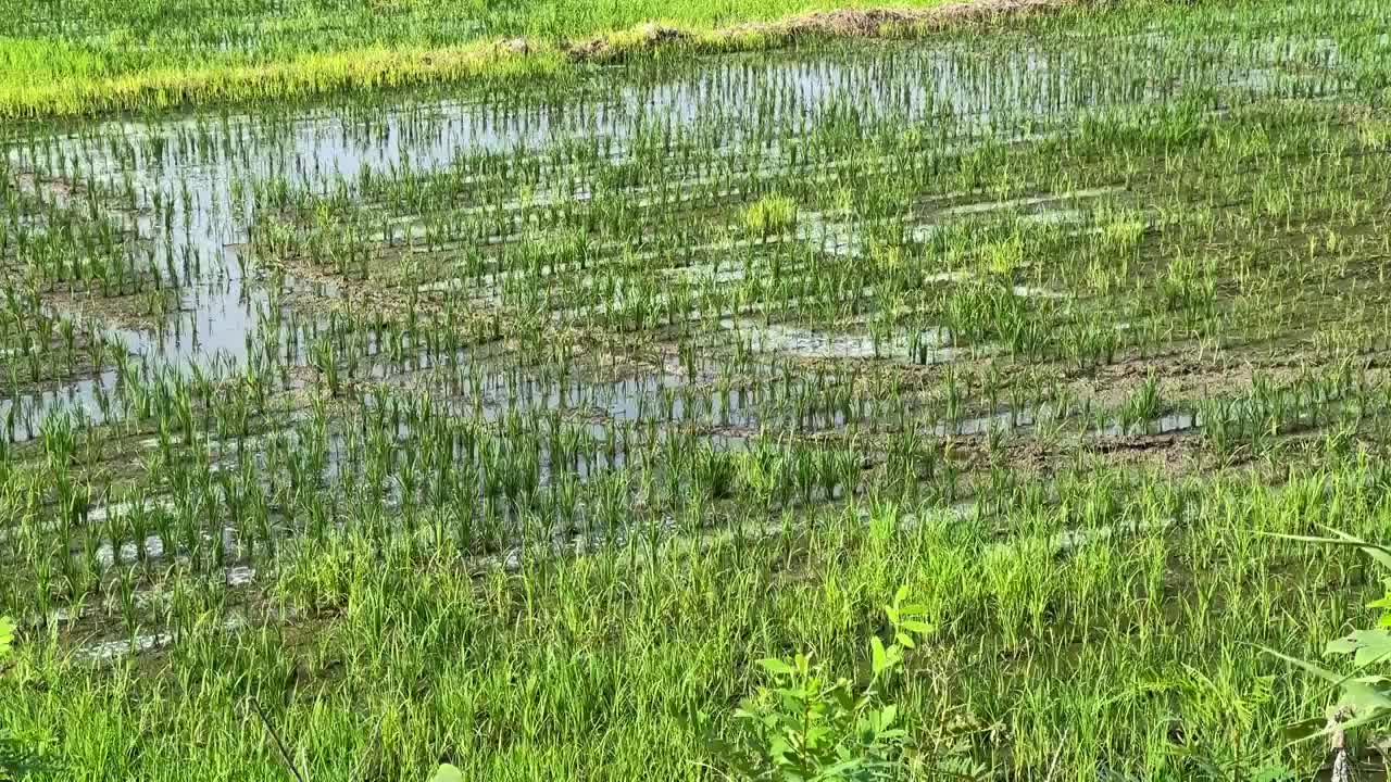 绿色水稻风吹稻田稻浪特写视频素材