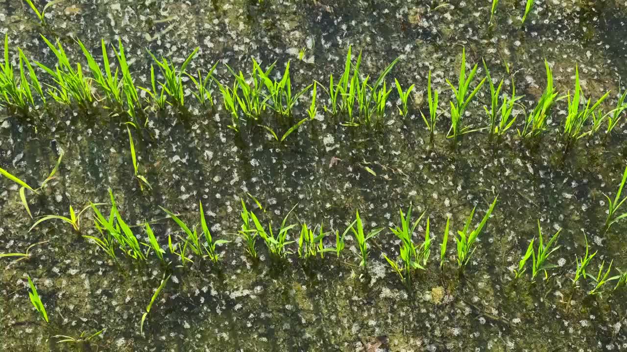 绿色水稻风吹稻田稻浪特写视频素材