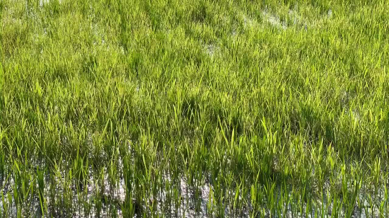 绿色水稻风吹稻田稻浪特写视频素材