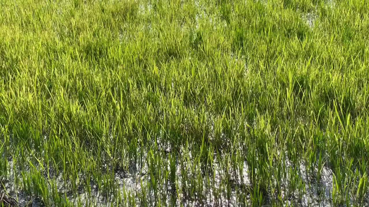 绿色水稻风吹稻田稻浪特写视频素材