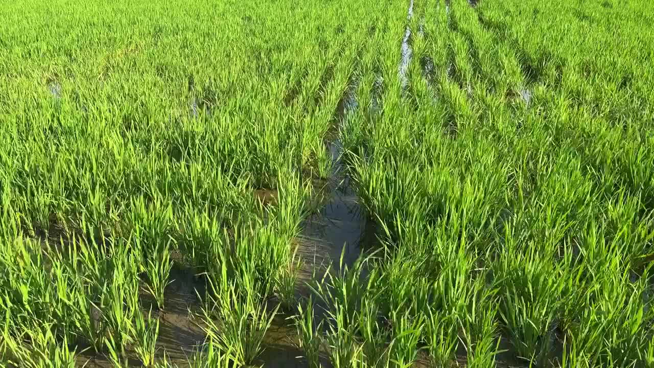 绿色水稻风吹稻田稻浪特写视频素材