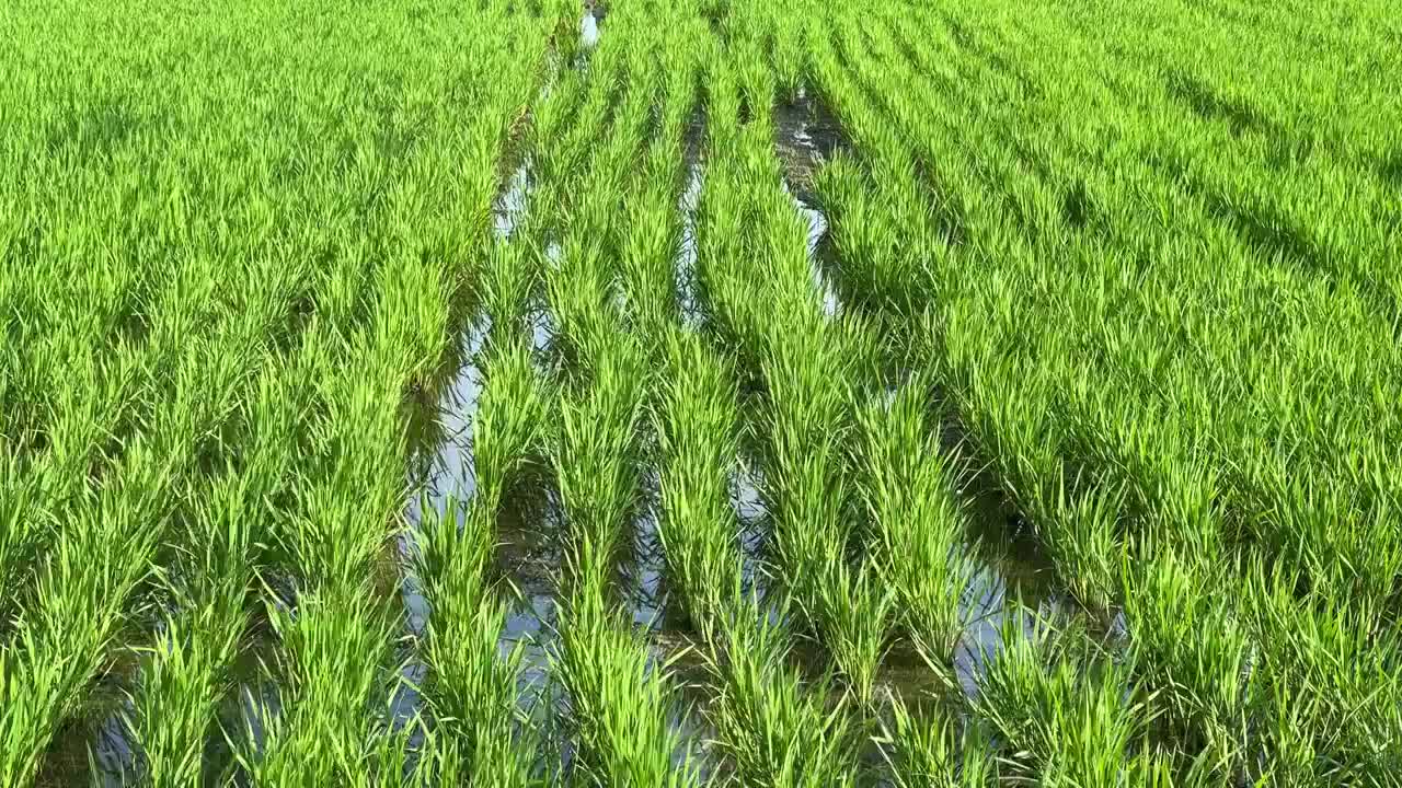 绿色水稻风吹稻田稻浪特写视频素材