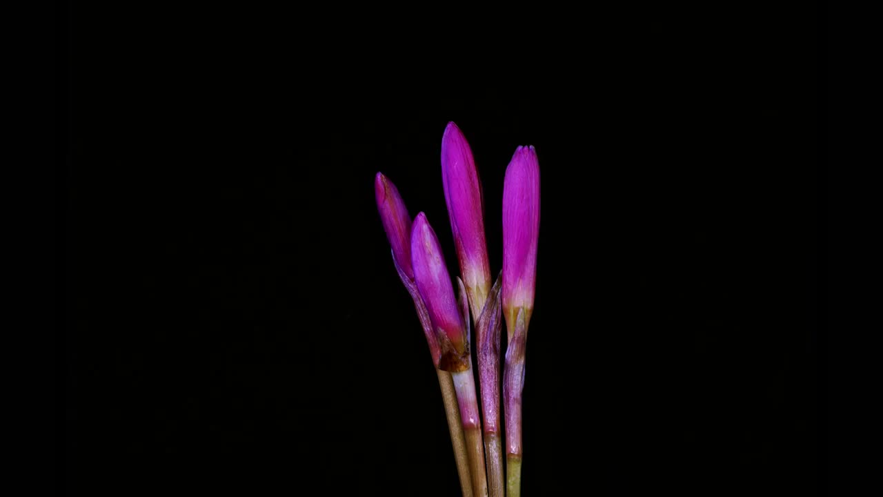 风雨兰开花延时摄影视频素材