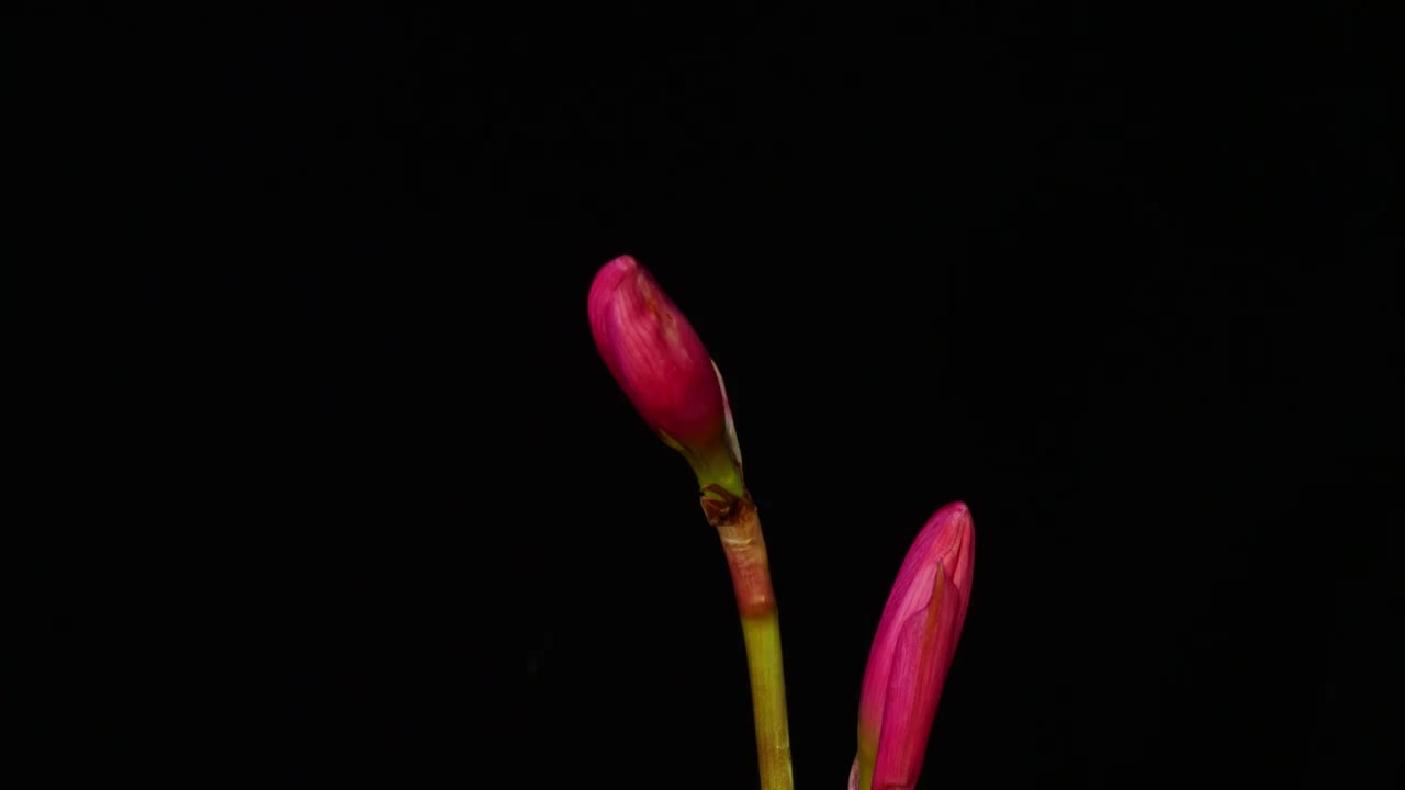 风雨兰开花延时摄影视频素材