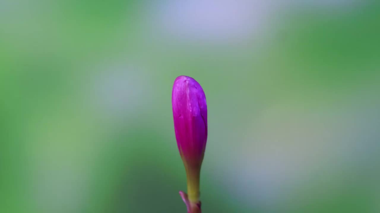 风雨兰开花延时摄影视频素材