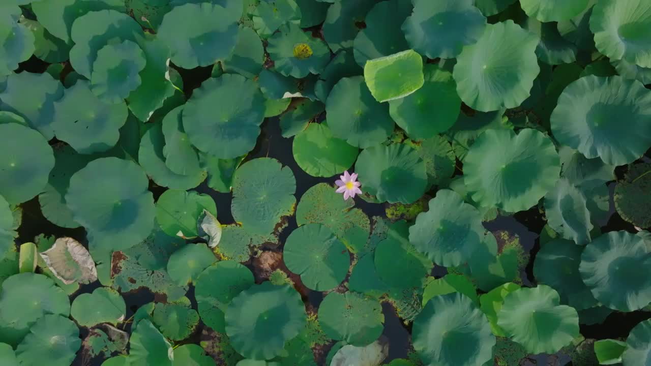 俯拍荷叶上的荷花 一只蜜蜂忙着采花蜜视频素材