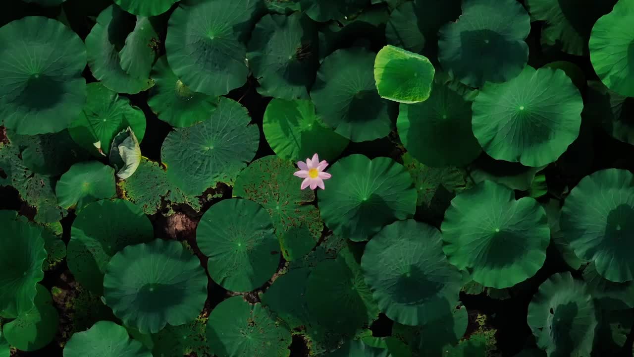 俯拍荷叶上的荷花 一只蜜蜂忙着采花蜜视频素材