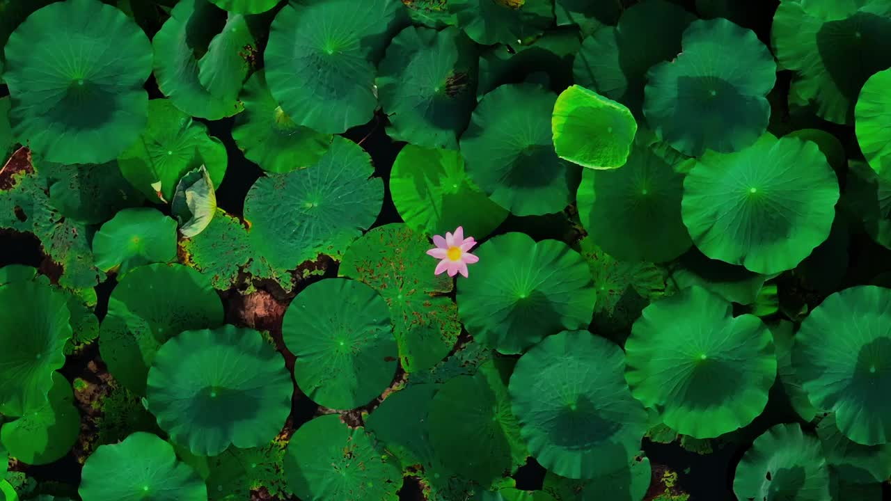 俯拍荷叶上的荷花 一只蜜蜂忙着采花蜜视频素材