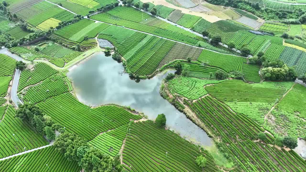 航拍浙江丽水农业旅游茶园田园风光视频素材