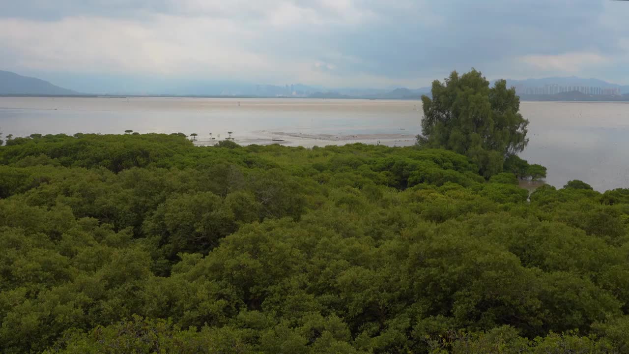 广东深圳福田红树林国际保护湿地视频素材