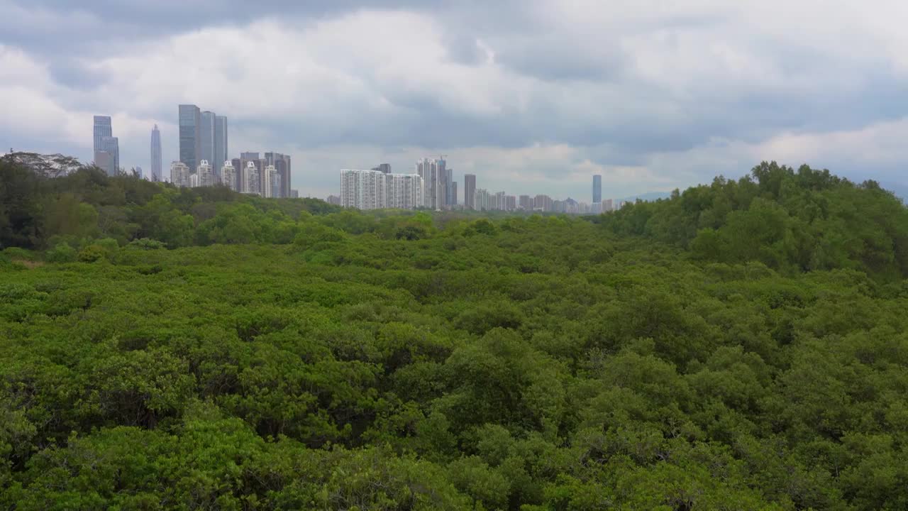 广东深圳福田红树林国际保护湿地视频素材