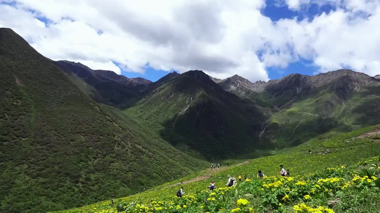 四川卧龙巴朗山野花盛开延时视频素材