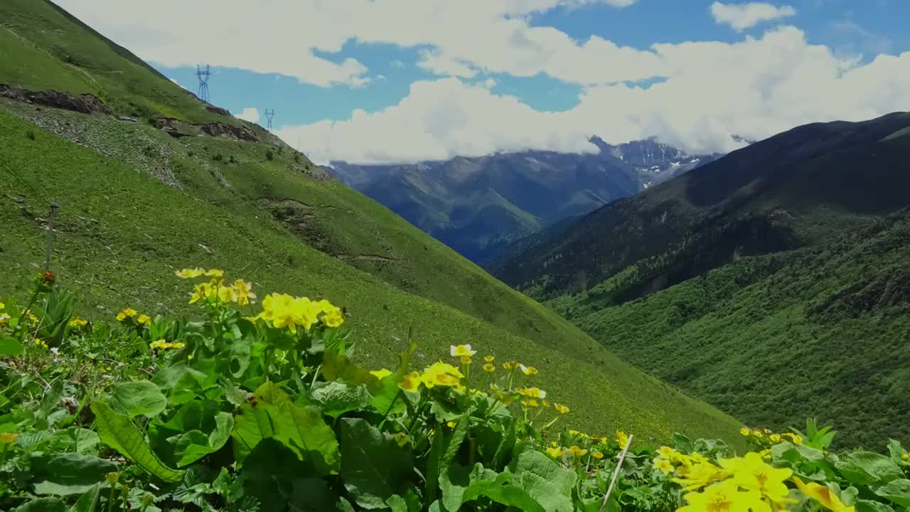 四川卧龙巴朗山野花盛开延时视频素材