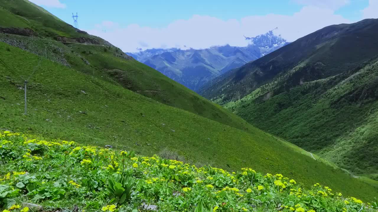 四川卧龙巴朗山野花盛开延时视频素材