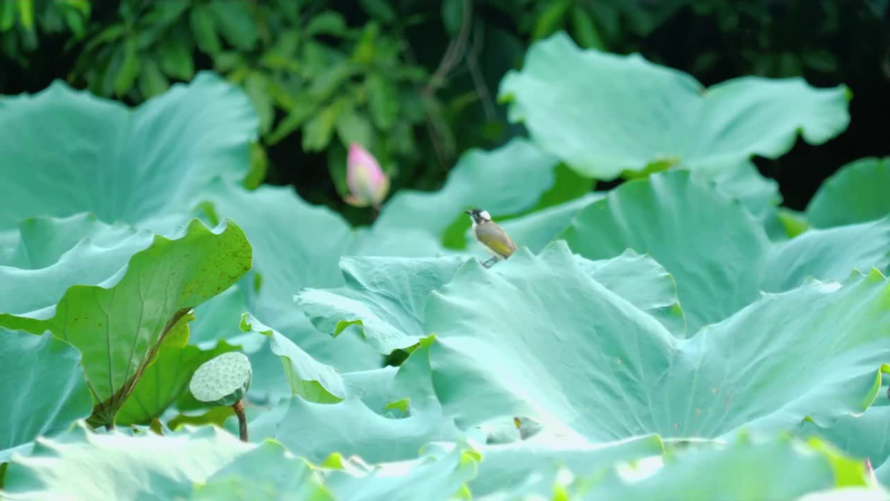 夏天公园荷花池里荷叶随风摆动一只野生白头鹎可爱小鸟站在茂盛荷叶上荷塘生态美景夏日小暑美丽花鸟美好画卷视频素材