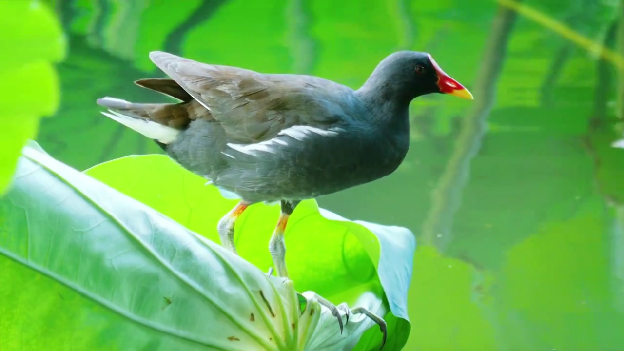 夏天公园荷花池里荷叶随风摆动一只野生黑水鸡可爱小鸡站在茂盛荷叶上荷塘生态美景夏日小暑美丽花鸟美好画卷视频素材