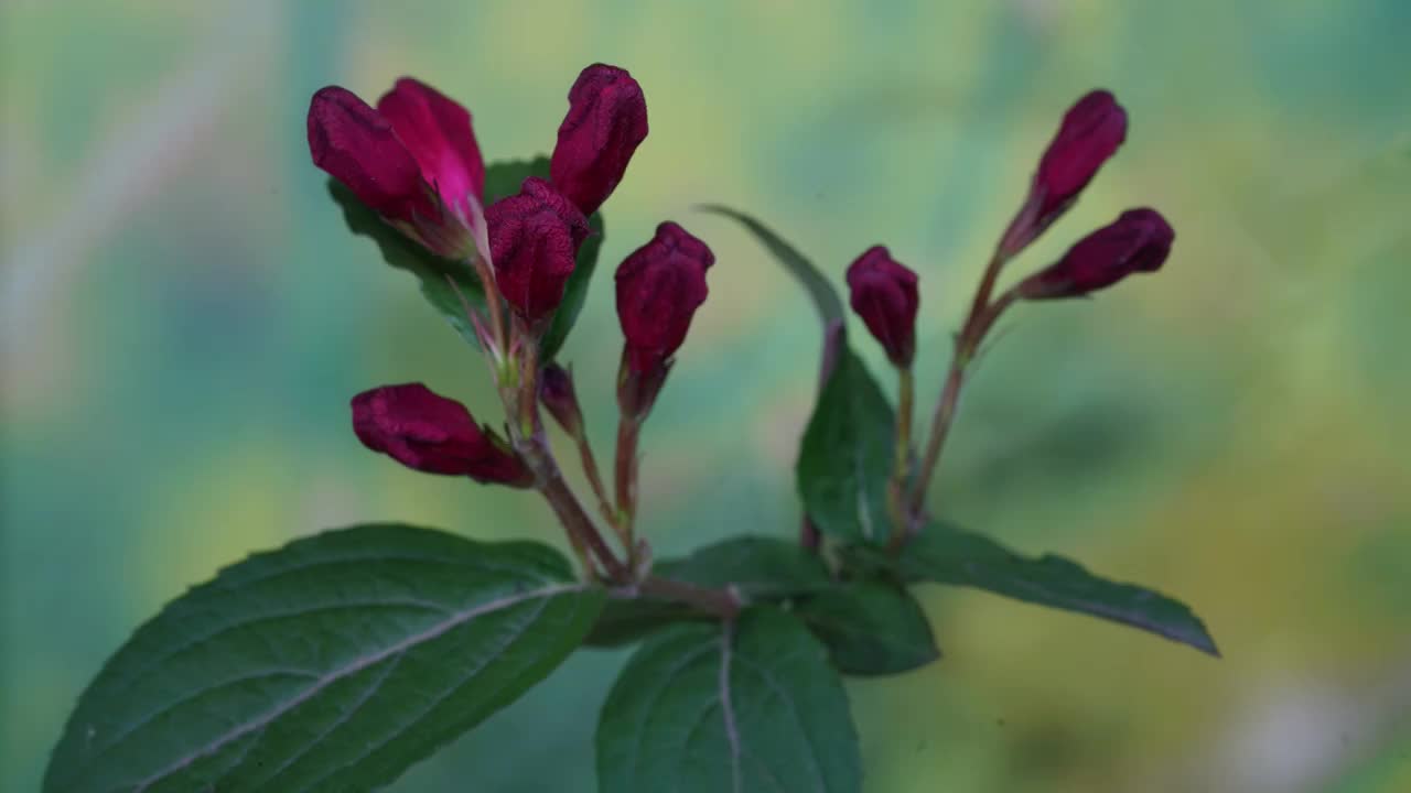 锦带花开花延时摄影视频素材